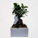 BONSAI-FICUS